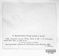 Tranzschelia discolor image